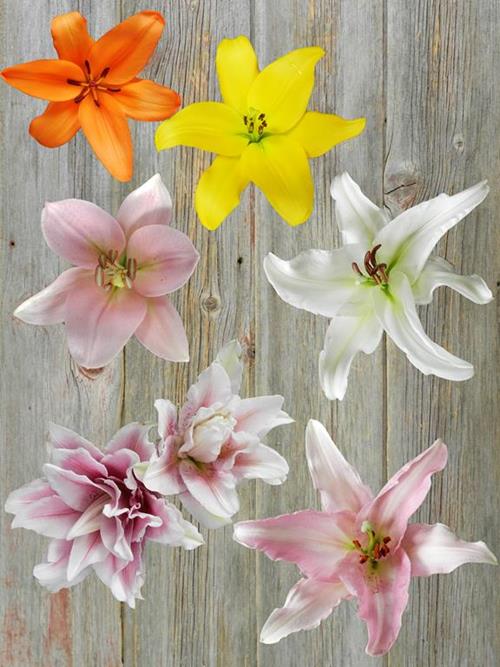 2/3 BL ROSE, PINK, WHITE ORIENTAL LILY AND LA LILY COMBO BOX